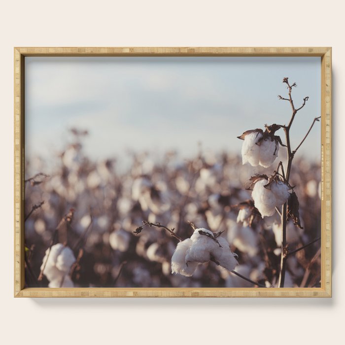 West Texas Cotton Field Serving Tray Gallery Image 1