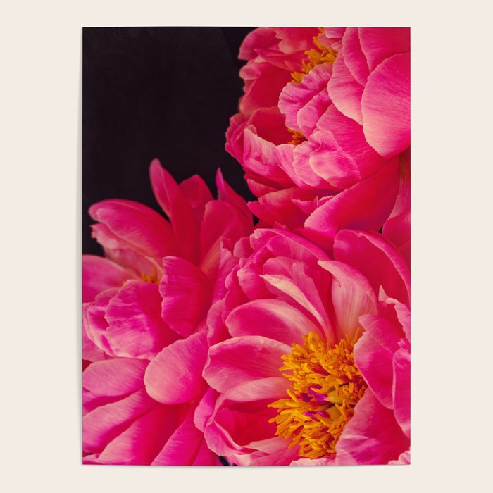 Hot Pink Peonies Poster Gallery Image 1