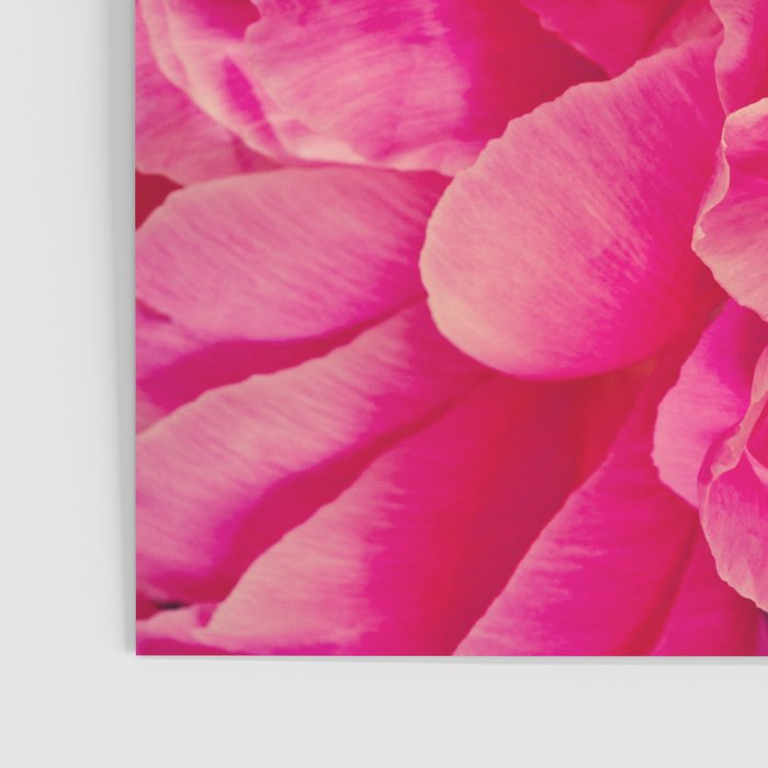 Hot Pink Peonies Poster Gallery Image 3