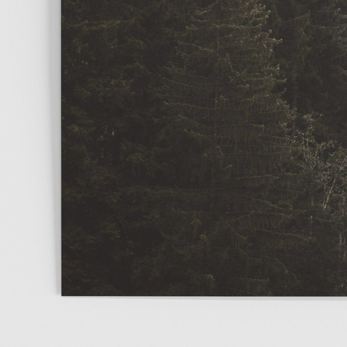 Evergreen Mountain Pines in the Fog Poster Gallery Image 3