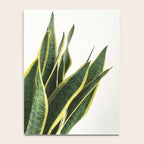 Sansevieria Notebook Gallery Image 4