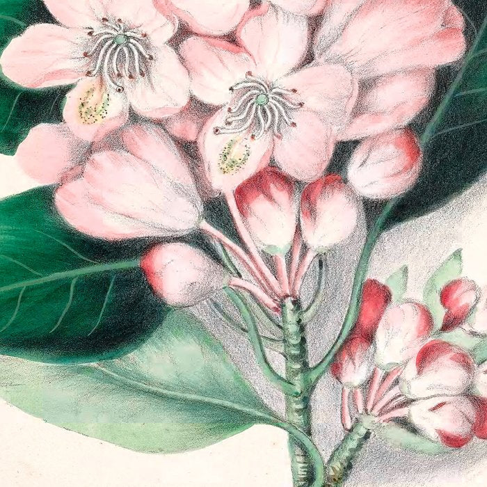  Rhododendron by Clarissa Munger Badger, 1859 (benefitting The Nature Conservancy) Coffee Mug Gallery Image 2