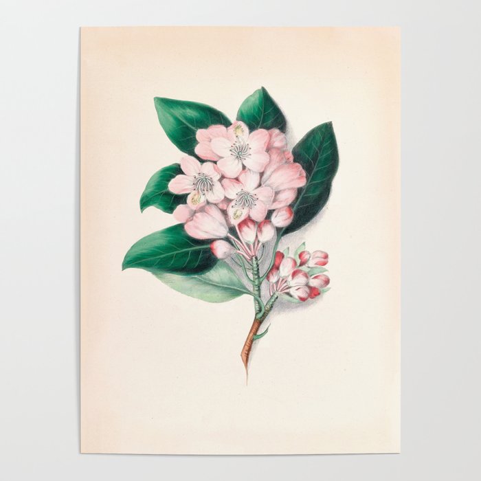  Rhododendron by Clarissa Munger Badger, 1859 (benefitting The Nature Conservancy) Poster Gallery Image 4