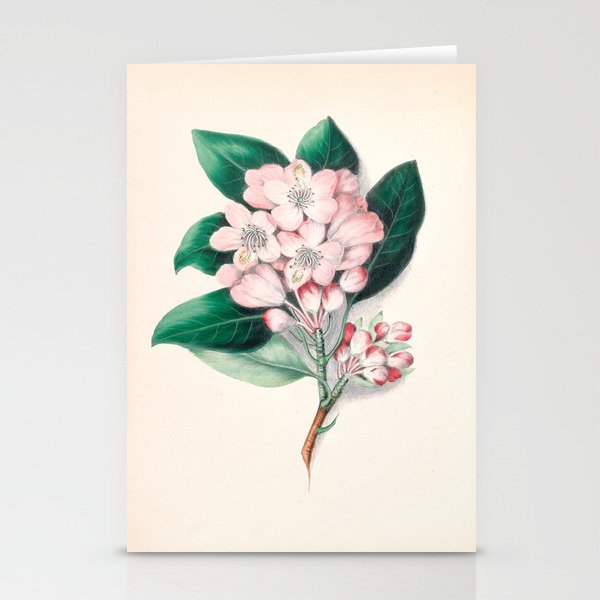  Rhododendron by Clarissa Munger Badger, 1859 (benefitting The Nature Conservancy) Stationery Card Gallery Image 2