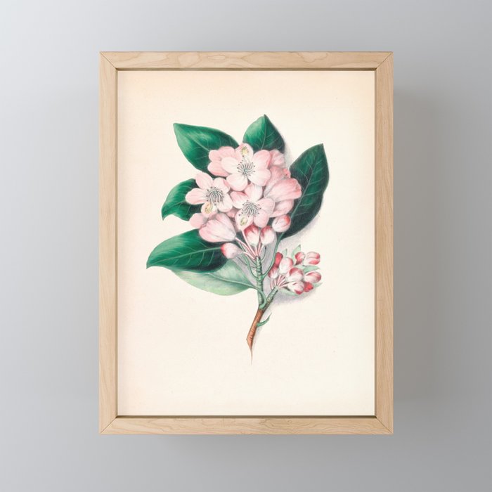  Rhododendron by Clarissa Munger Badger, 1859 (benefitting The Nature Conservancy) Mini Art Print Gallery Image 1