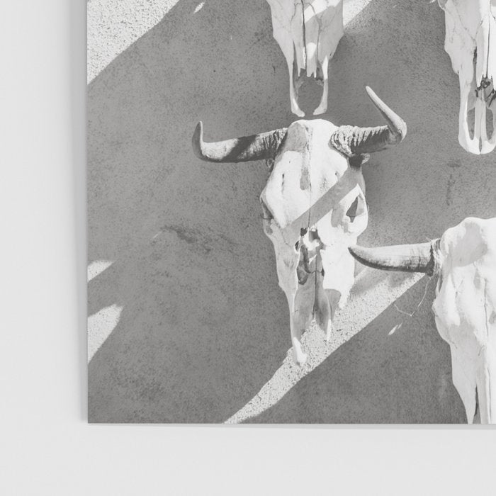 Cow Skulls - West Texas Black and White Photography Poster Gallery Image 3