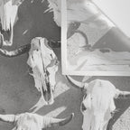 Cow Skulls - West Texas Black and White Photography Wall Tapestry Gallery Image 3