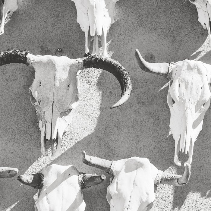 Cow Skulls - West Texas Black and White Photography Coffee Mug Gallery Image 2