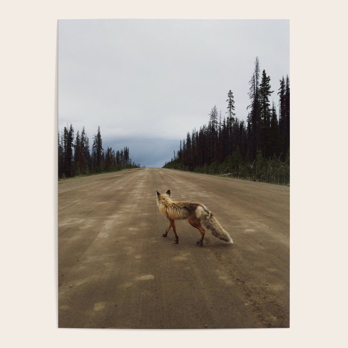 Road Fox Poster Gallery Image 1