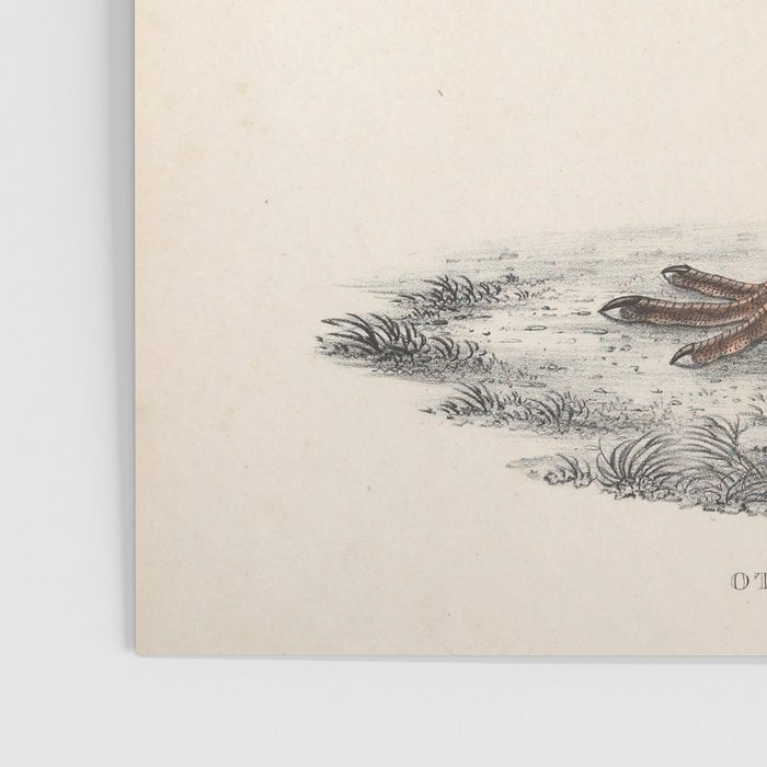 Himalayan bustard by Elizabeth Gould from "A Century of Birds from the Himalaya Mountains," 1831 Poster Gallery Image 3