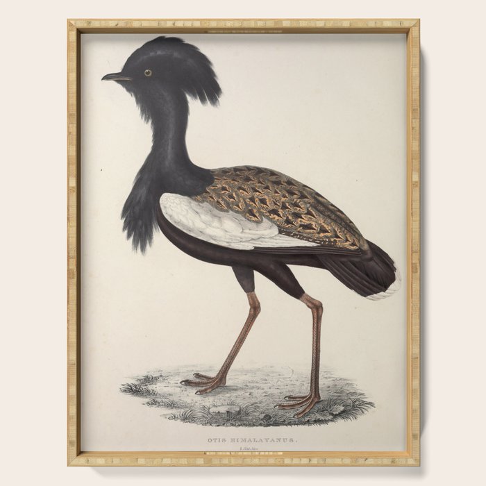 Himalayan bustard by Elizabeth Gould from "A Century of Birds from the Himalaya Mountains," 1831 Serving Tray Gallery Image 1