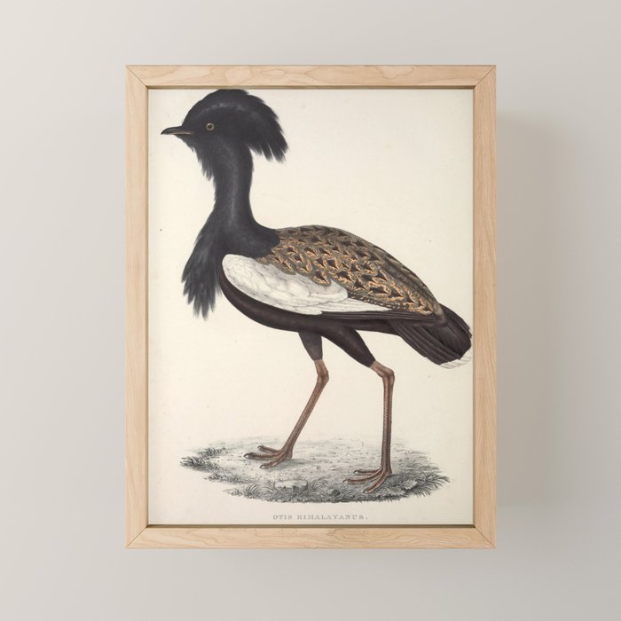 Himalayan bustard by Elizabeth Gould from "A Century of Birds from the Himalaya Mountains," 1831 Mini Art Print Gallery Image 1