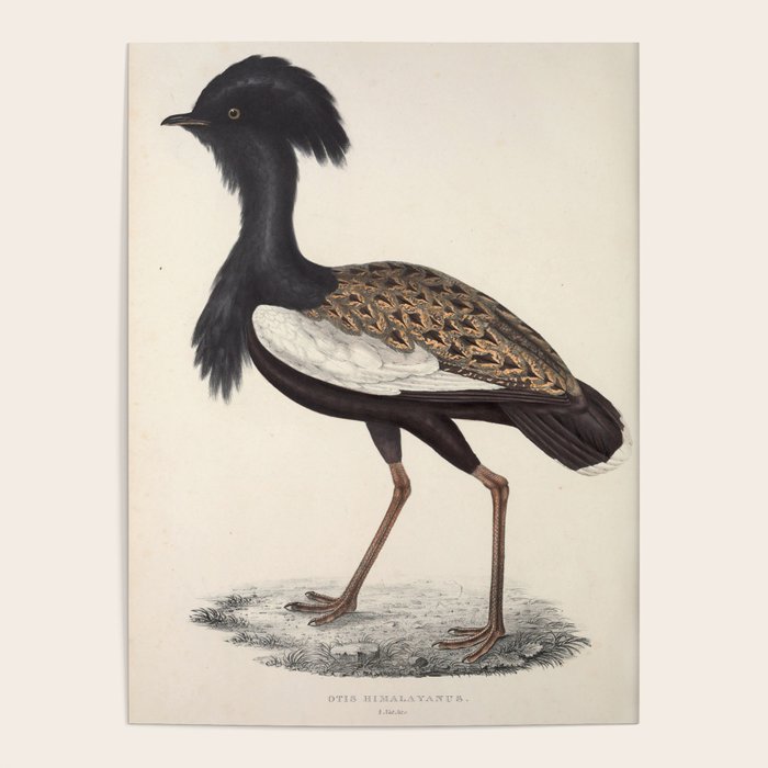 Himalayan bustard by Elizabeth Gould from "A Century of Birds from the Himalaya Mountains," 1831 Poster Gallery Image 4
