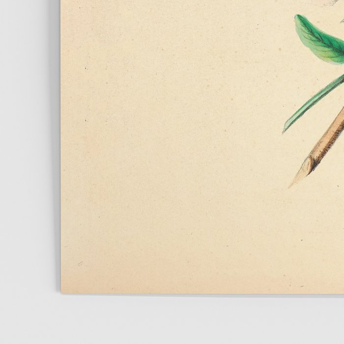  Wildflowers by Clarissa Munger Badger, 1859 (benefitting The Nature Conservancy) Poster Gallery Image 3