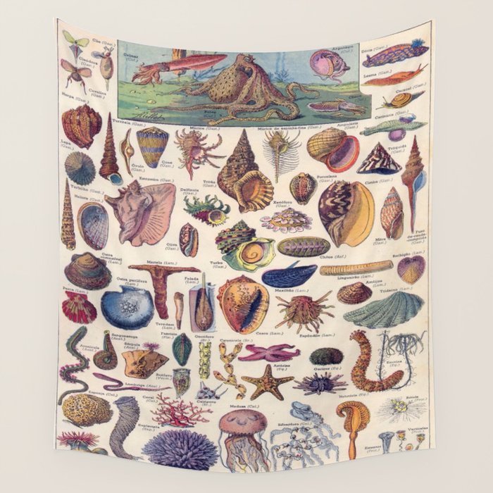 Adolphe Millot Mollusques Larousse Vintage Scientific Encyclopedia Illustration Lithograph Ocean  Wall Tapestry Gallery Image 4