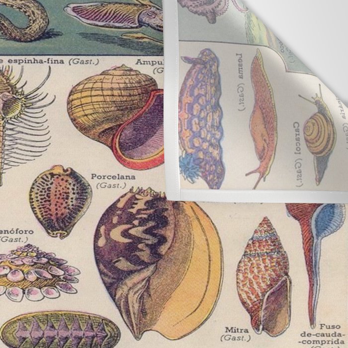 Adolphe Millot Mollusques Larousse Vintage Scientific Encyclopedia Illustration Lithograph Ocean  Wall Tapestry Gallery Image 3