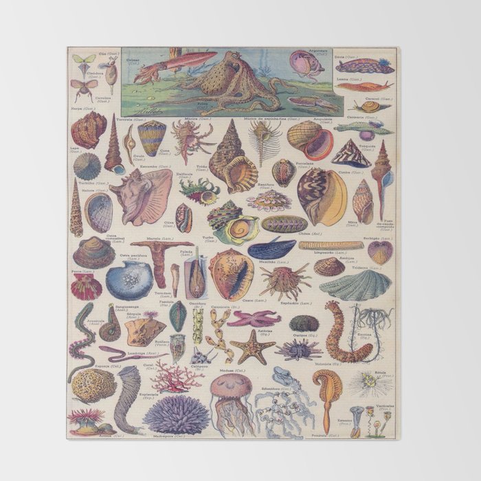 Adolphe Millot Mollusques Larousse Vintage Scientific Encyclopedia Illustration Lithograph Ocean  Throw Blanket Gallery Image 2