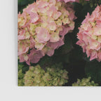 Hydrangeas Poster Gallery Image 3