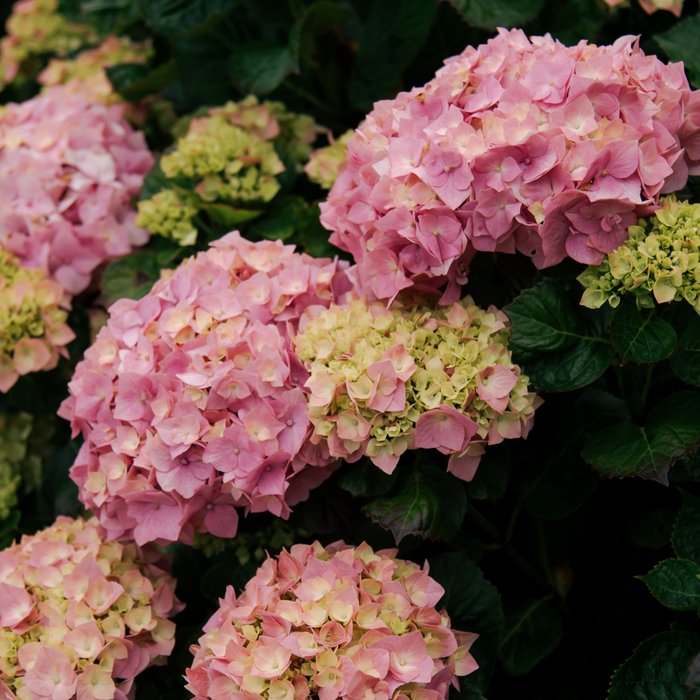 Hydrangeas Coffee Mug Gallery Image 2