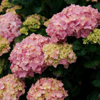 Hydrangeas Coffee Mug Gallery Image 2