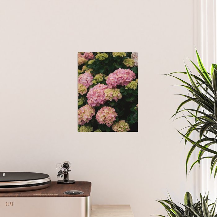 Hydrangeas Poster Gallery Image 2
