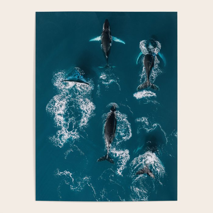 Humpback Whales In The Arctic Poster Gallery Image 1