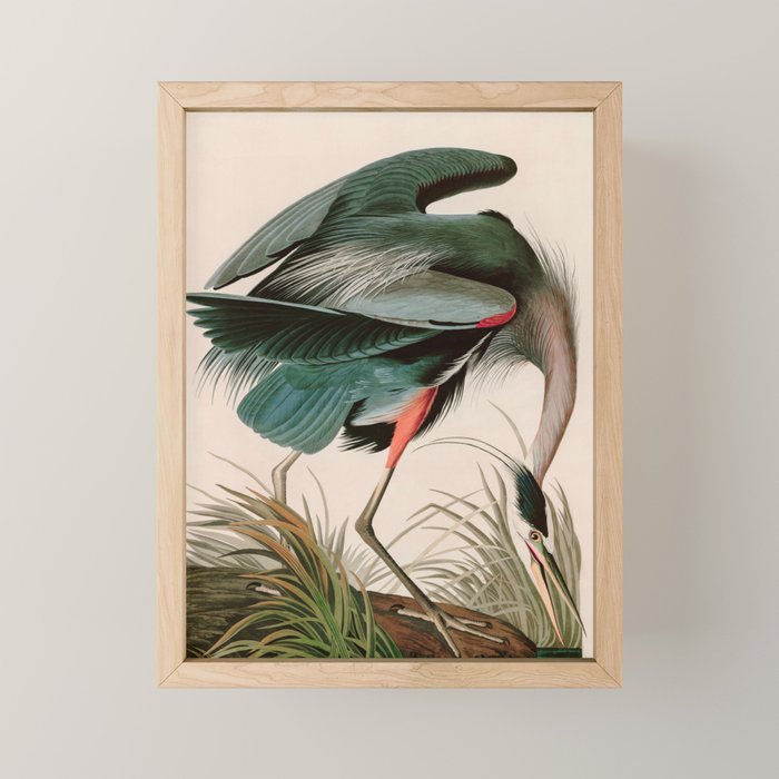 Great Blue Heron Birds of America Audubon Illustration Mini Art Print Gallery Image 1