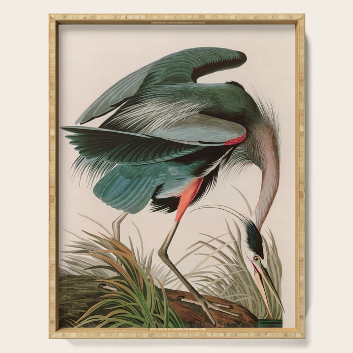Great Blue Heron Birds of America Audubon Illustration Serving Tray Gallery Image 1