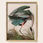 Great Blue Heron Birds of America Audubon Illustration Serving Tray Gallery Image 1