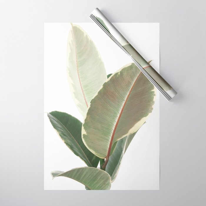 Ficus Teneke Wrapping Paper Gallery Image 1