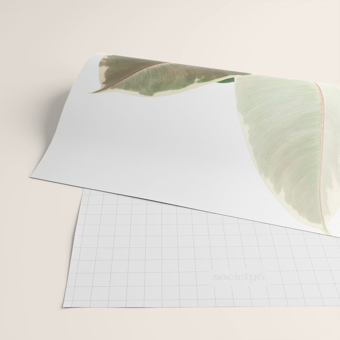 Ficus Teneke Wrapping Paper Gallery Image 2