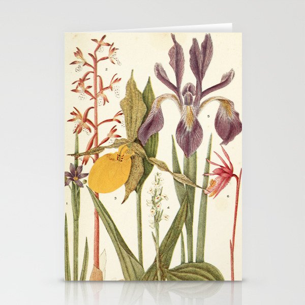 Wildflowers from "Rocky Mountain Flowers" (1914) by Edith Clements (benefitting The Nature Conservancy) Stationery Card Gallery Image 1