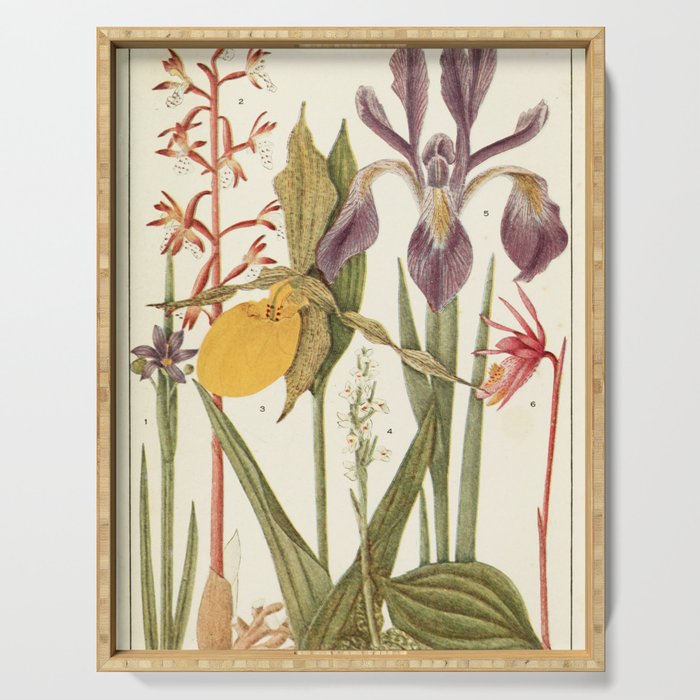 Wildflowers from "Rocky Mountain Flowers" (1914) by Edith Clements (benefitting The Nature Conservancy) Serving Tray Gallery Image 1