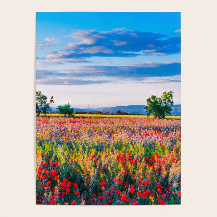 Red poppy field floral blossom landscape color photograph Poster Gallery Image 4