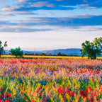 Red poppy field floral blossom landscape color photograph Coffee Mug Gallery Image 2