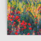 Red poppy field floral blossom landscape color photograph Poster Gallery Image 3