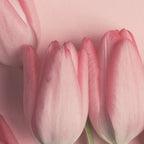 Pretty Pink Tulips spring still life flower photograph Coffee Mug Gallery Image 2