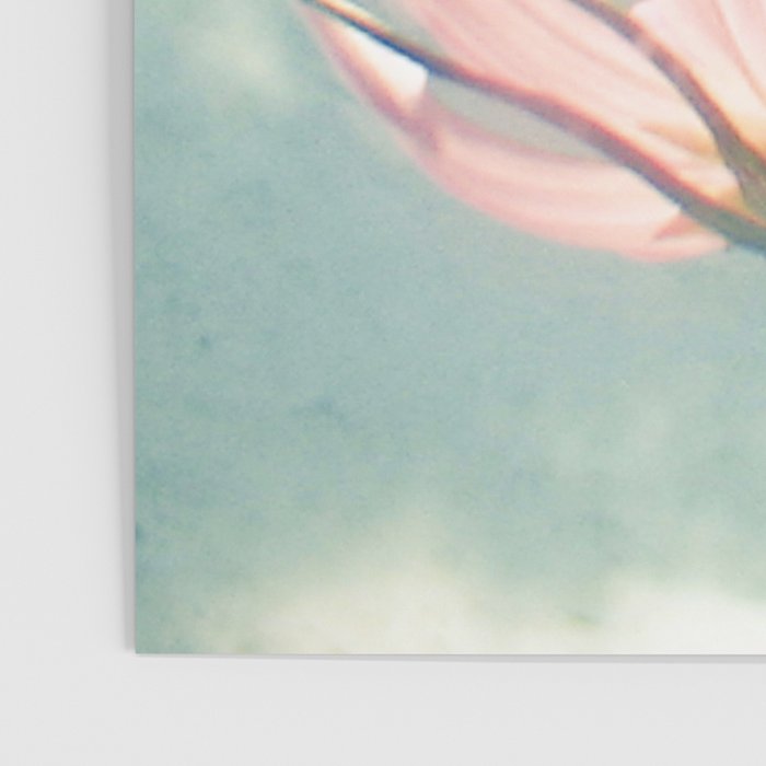 Pink Cosmos Poster Gallery Image 3