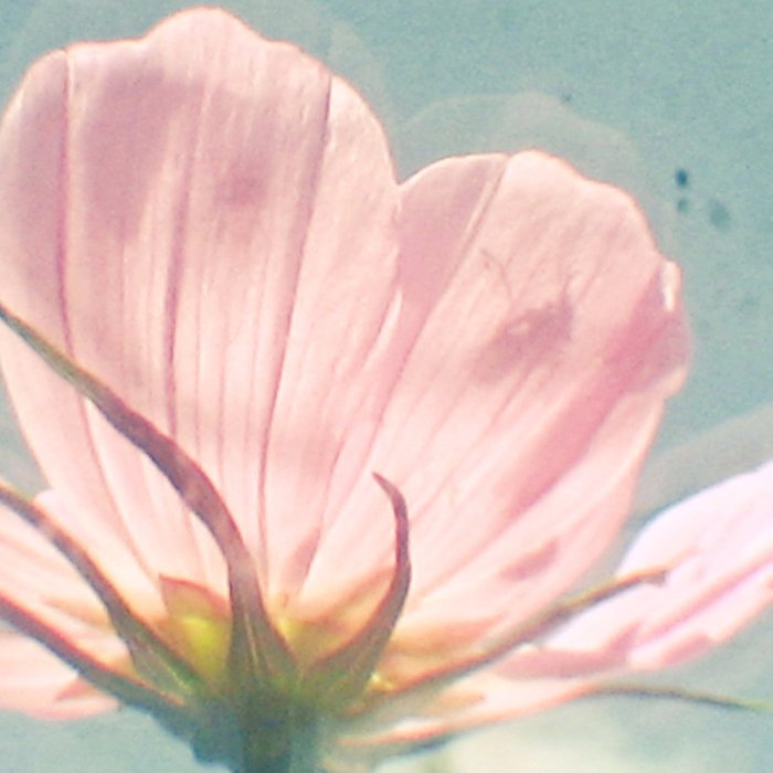Pink Cosmos Coffee Mug Gallery Image 2