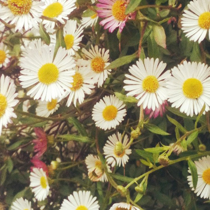 Wall of Daisies Coffee Mug Gallery Image 2