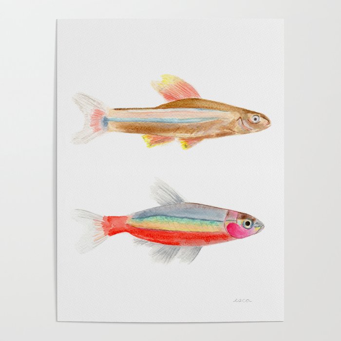 Colorful Fish Poster Gallery Image 1
