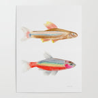 Colorful Fish Poster Gallery Image 4