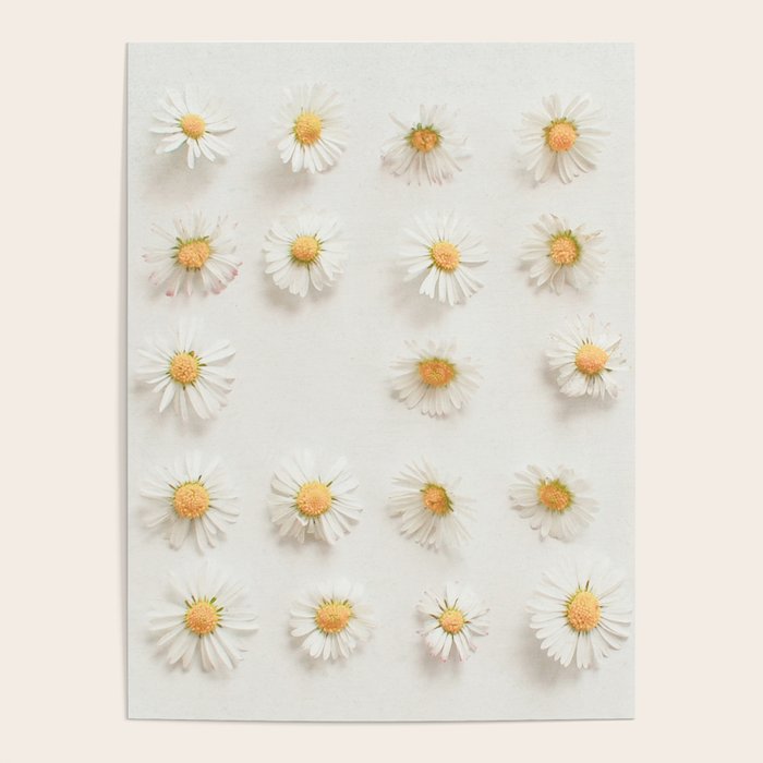Daisy Collection Poster Gallery Image 1