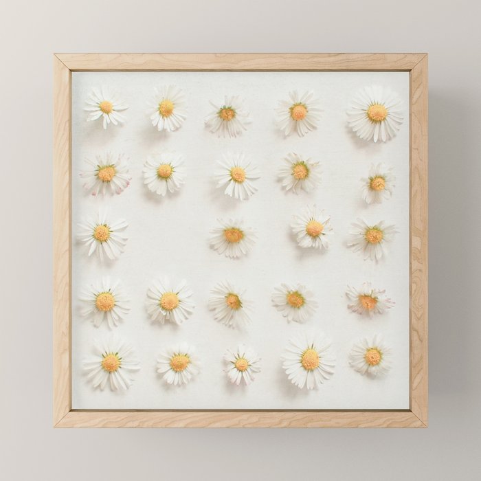 Daisy Collection Mini Art Print Gallery Image 1