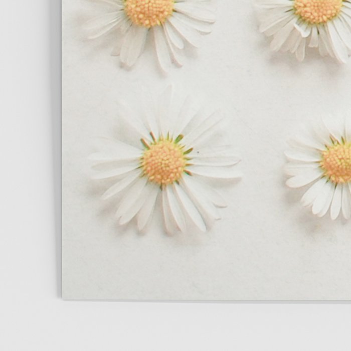 Daisy Collection Poster Gallery Image 3