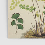 Maidenhair Ferns Poster Gallery Image 3