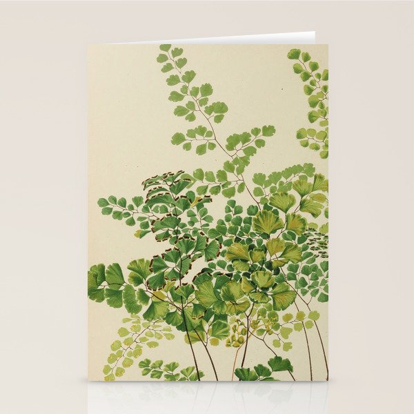 Maidenhair Ferns Stationery Card Gallery Image 2