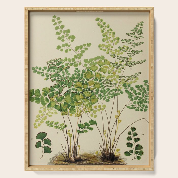 Maidenhair Ferns Serving Tray Gallery Image 1