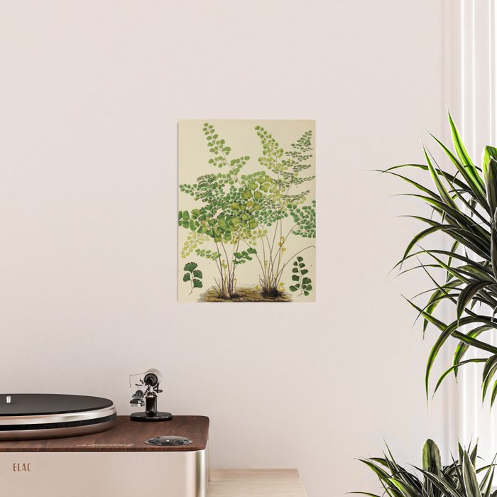 Maidenhair Ferns Poster Gallery Image 2