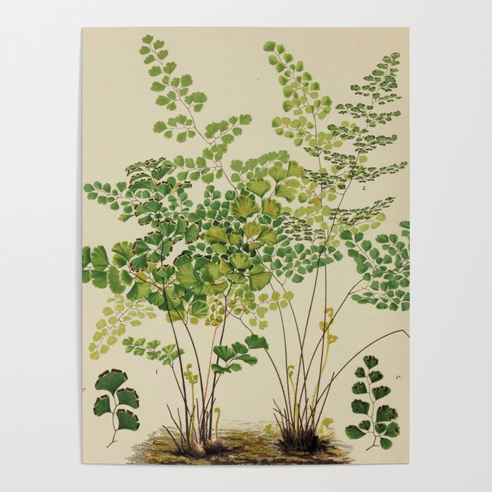 Maidenhair Ferns Poster Gallery Image 1